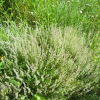 Thymus