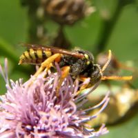 Nomada bifasciata