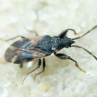 Taphropeltus contractus