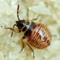 Platyplax salviae
