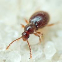 Stenichnus (Cyrtoscydmus) godarti