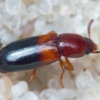 Corticeus (Corticeus) bicolor