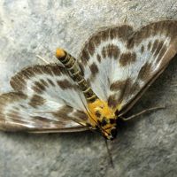 Eurrhypara hortulata