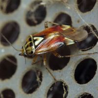 Lygus pratensis