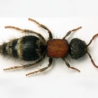 Tropidotilla litoralis