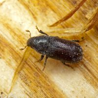Tomicus piniperda