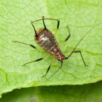 Aphididae