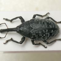 Larinus (Phyllonomeus) sturnus