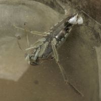 Notonecta glauca