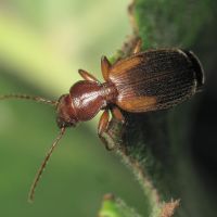Cymindis vagemaculata