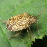 Staria lunata