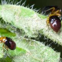 Strongylocoris leucocephalus
