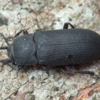 Cryphaeus cornutus