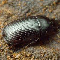 Oodes helopioides