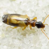 Philorhizus melanocephalus