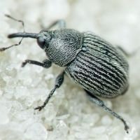 Miarus