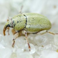 Tychius medicaginis