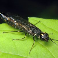 Xiphydria longicollis