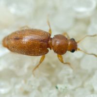 Corticarina