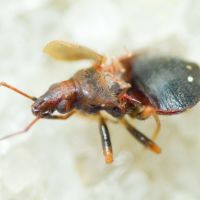 Loricula pselaphiformis