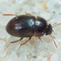 Leiodidae