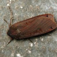 Noctua pronuba