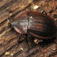 Phosphuga atrata