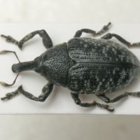 Larinus (Phyllonomeus) sturnus