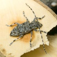 Aegomorphus clavipes