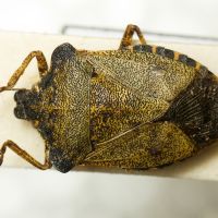 Troilus luridus