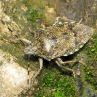 Rhaphigaster nebulosa