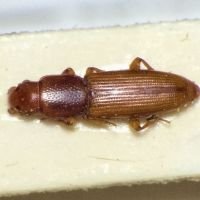 Rhizophagus brancsiki