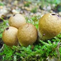 Lycoperdon pyriforme