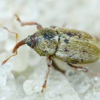 Tychius medicaginis