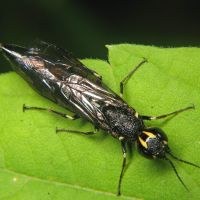 Xiphydria longicollis