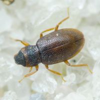 Hydraena (Hydraena) palustris