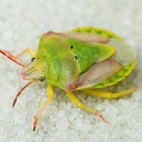 Antheminia lunulata
