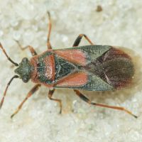 Arocatus melanocephalus