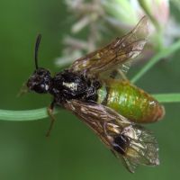 Argidae