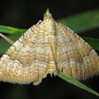 Camptogramma bilineata
