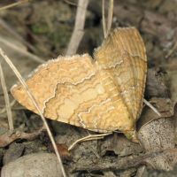 Camptogramma bilineata
