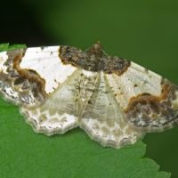 Ligdia adustata