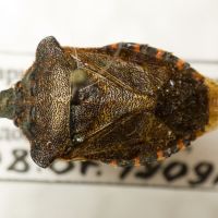 Troilus luridus
