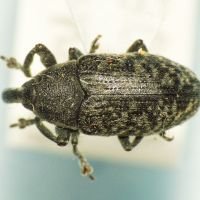 Larinus (Phyllonomeus) carlinae