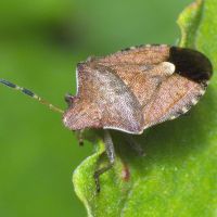 Peribalus (Peribalus) strictus