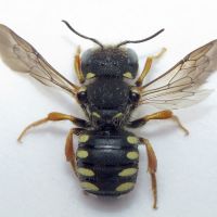 Pseudoanthidium lituratum