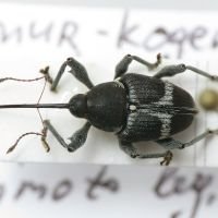 Curculio styracis