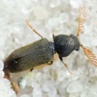 Ptilinus fuscus