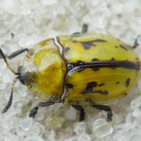 Pilemostoma fastuosa