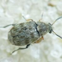 Bruchidius pusillus